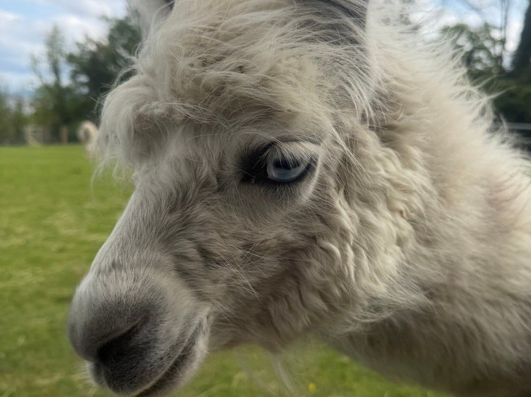 Bardsea Alpacas And Llamas-Bardsea必去景点