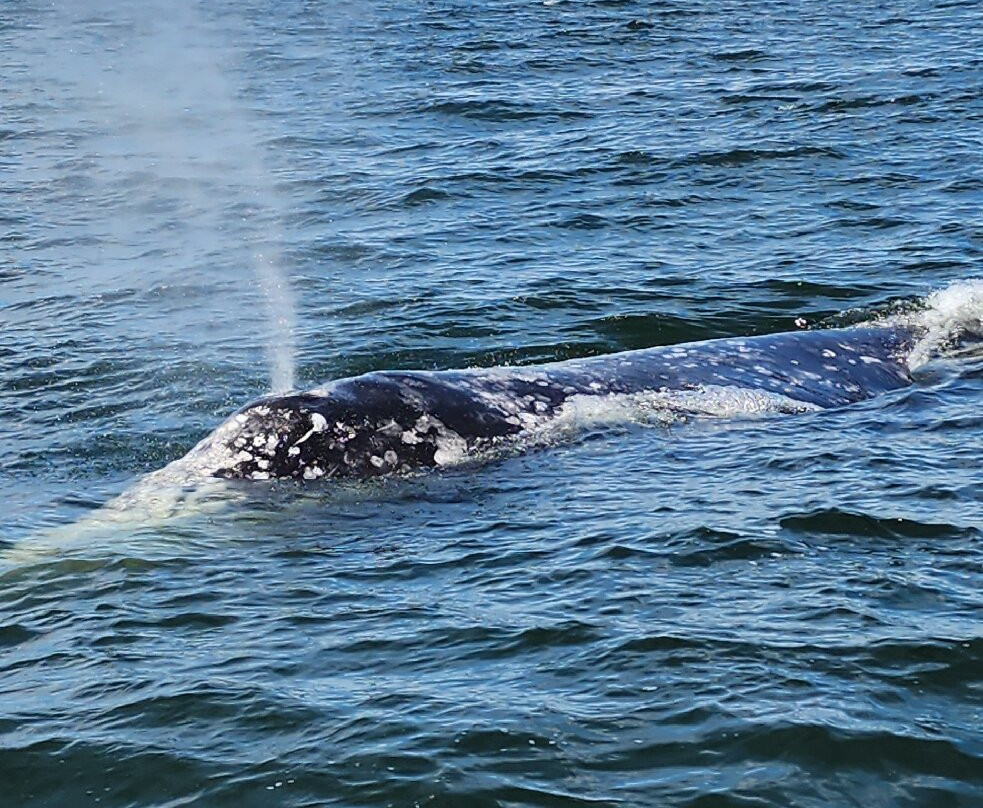 Whale Research EcoExcursions-Depoe Bay必去景点