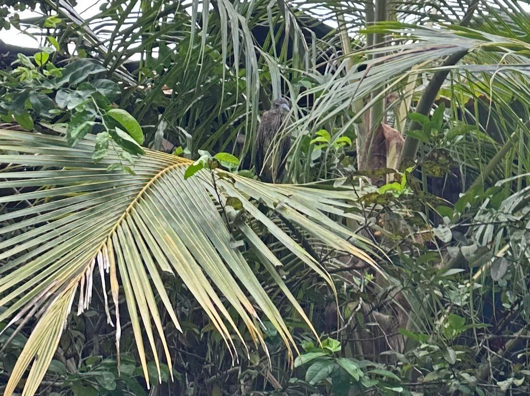 Birding Spots Manuel Antonio-克波斯必去景点