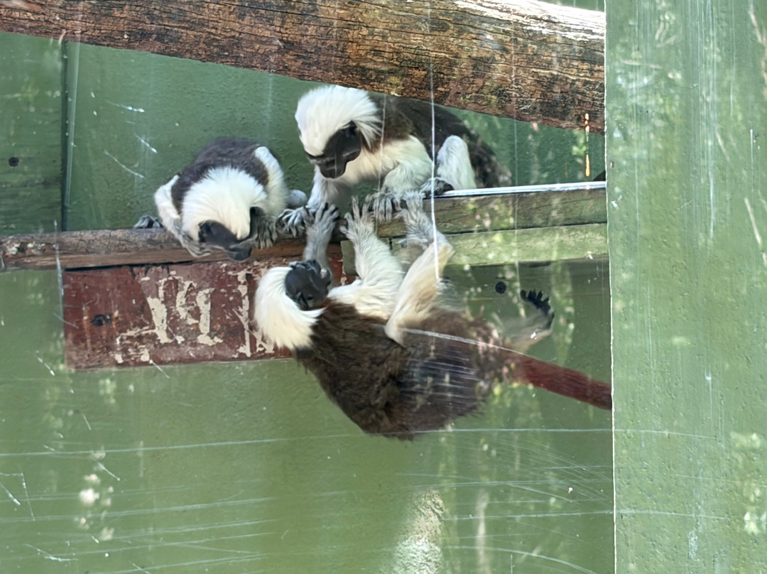 Akumal Monkey Sanctuary & Rescued Animals-艾库玛尔必去景点
