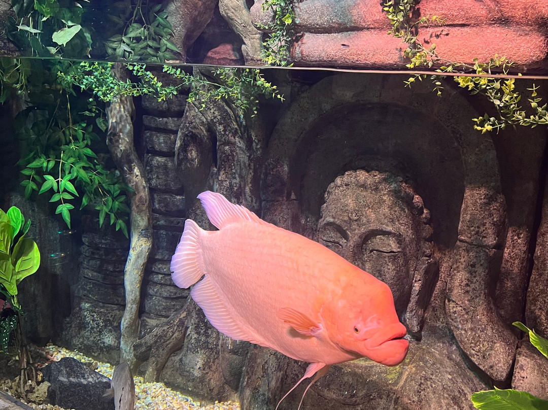 Oceanic Aquarium-康泊琉海水浴场必去景点