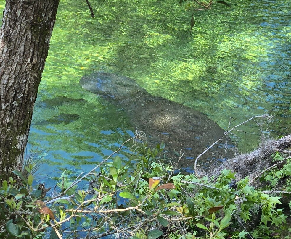 Blue Spring State Park-橙县必去景点