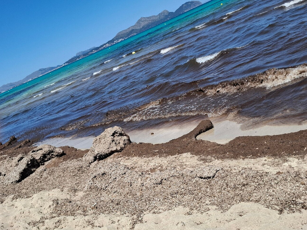 Playa de Ca'n Picafort-Ca'n Picafort必去景点