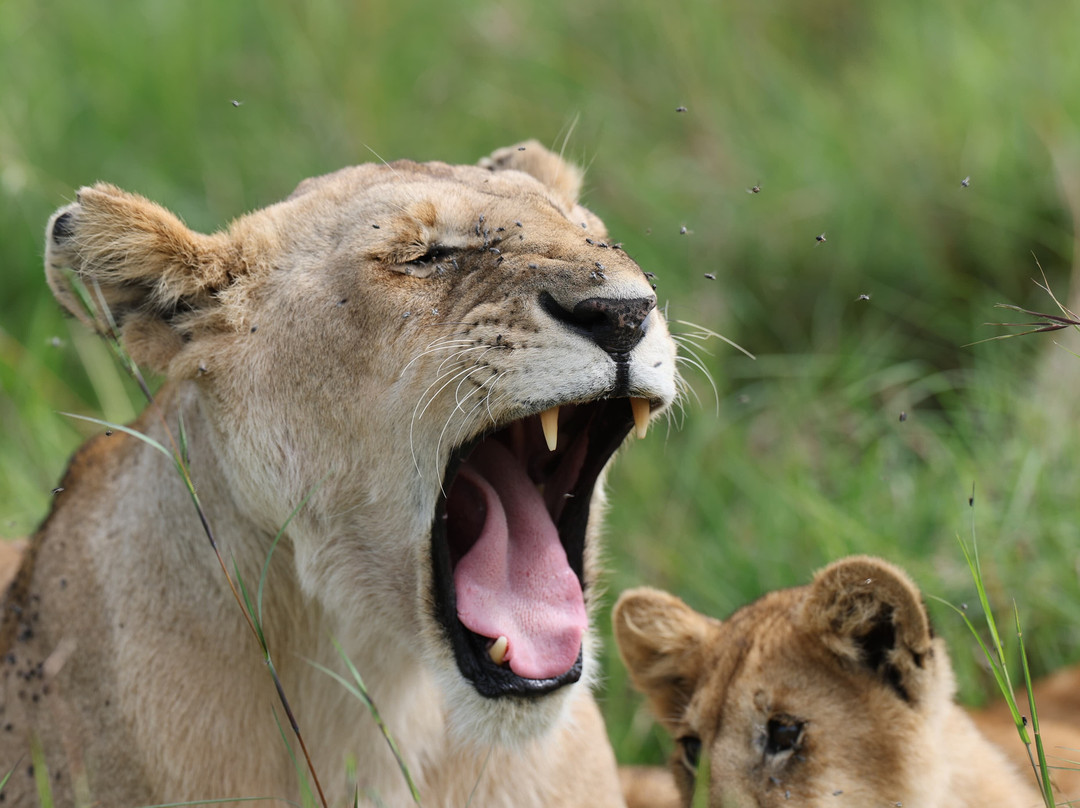 Maasai Mara National Reserve-纳罗克必去景点