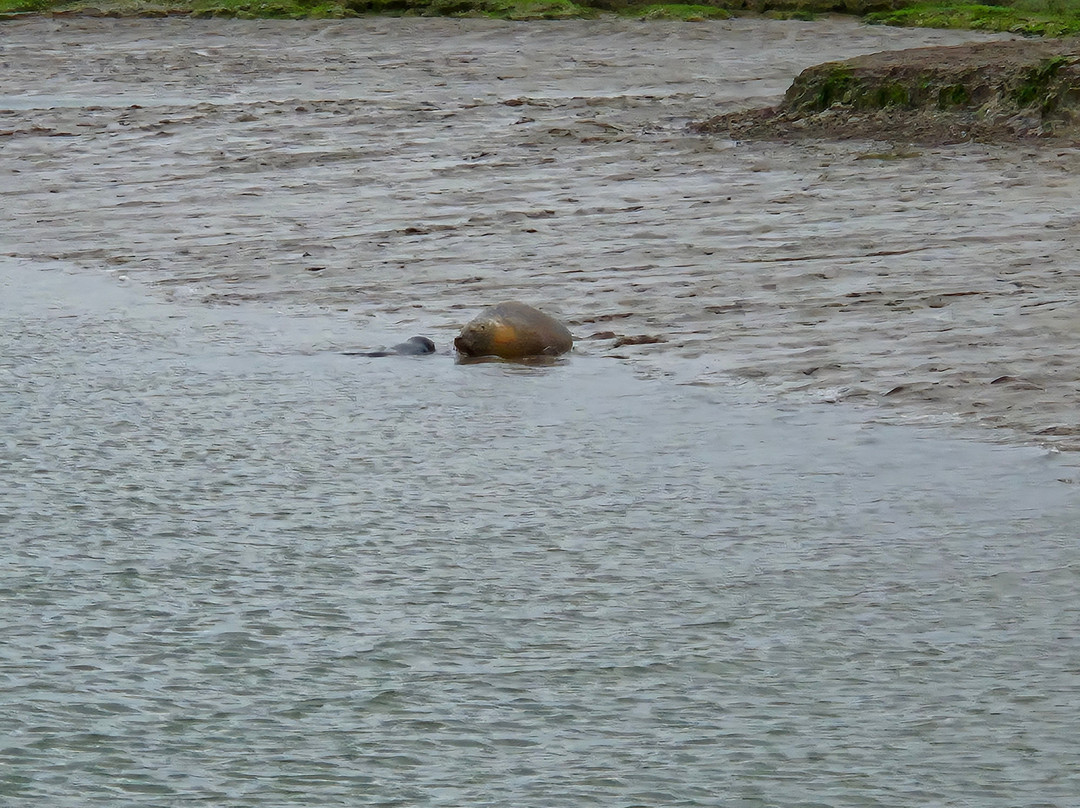 Wildlife Boat Trips-Walton-on-the-Naze必去景点