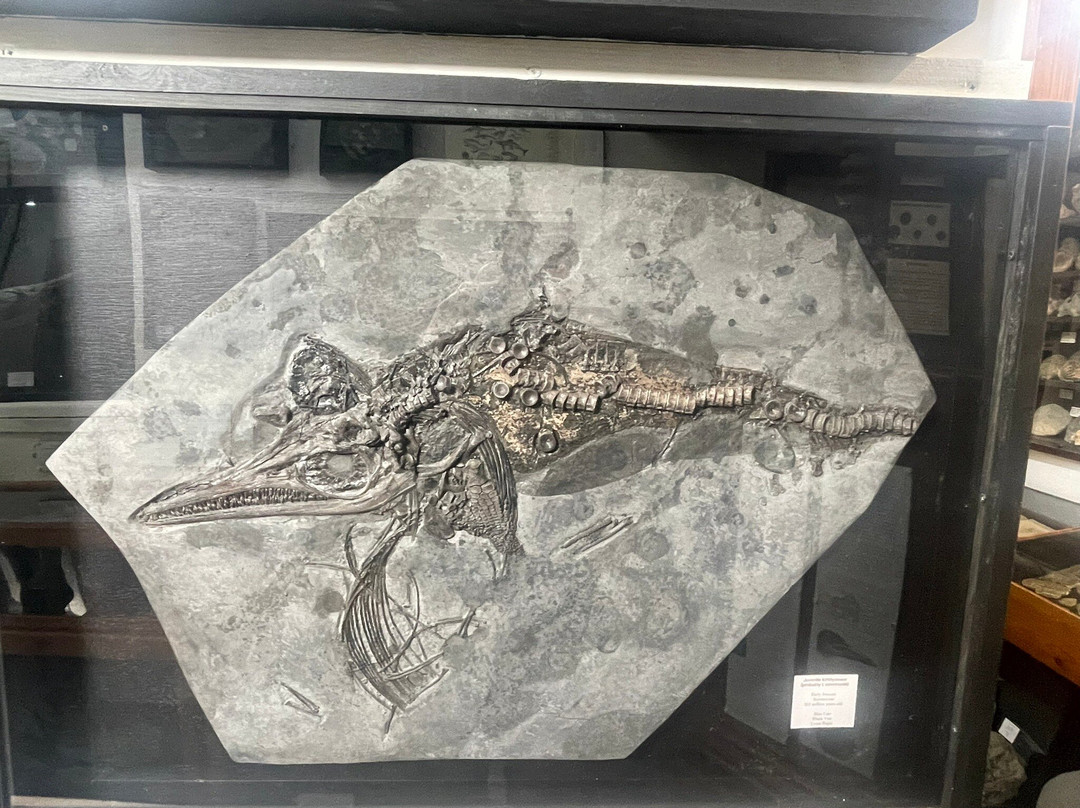 Dinosaurland Fossil Museum-莱姆里杰斯必去景点