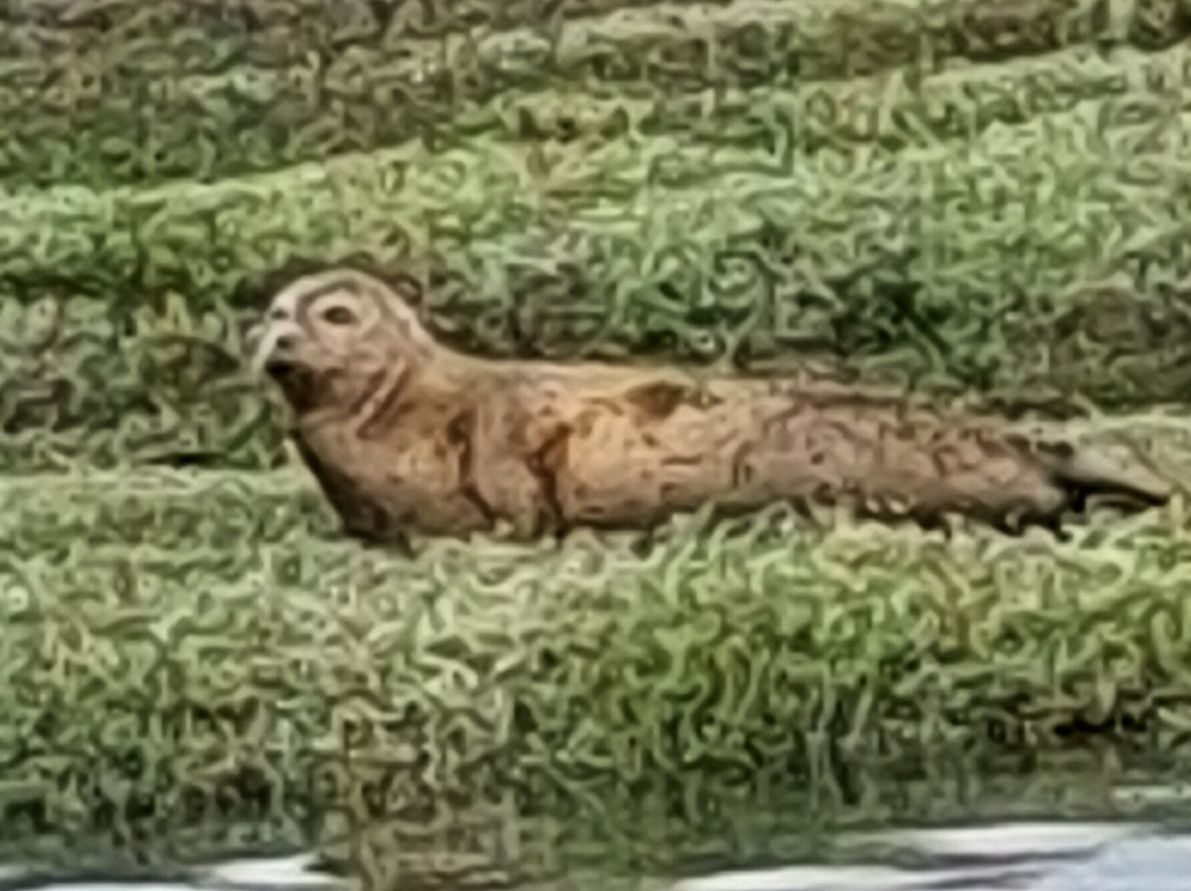 Discovery Seal Trips-Rochford必去景点