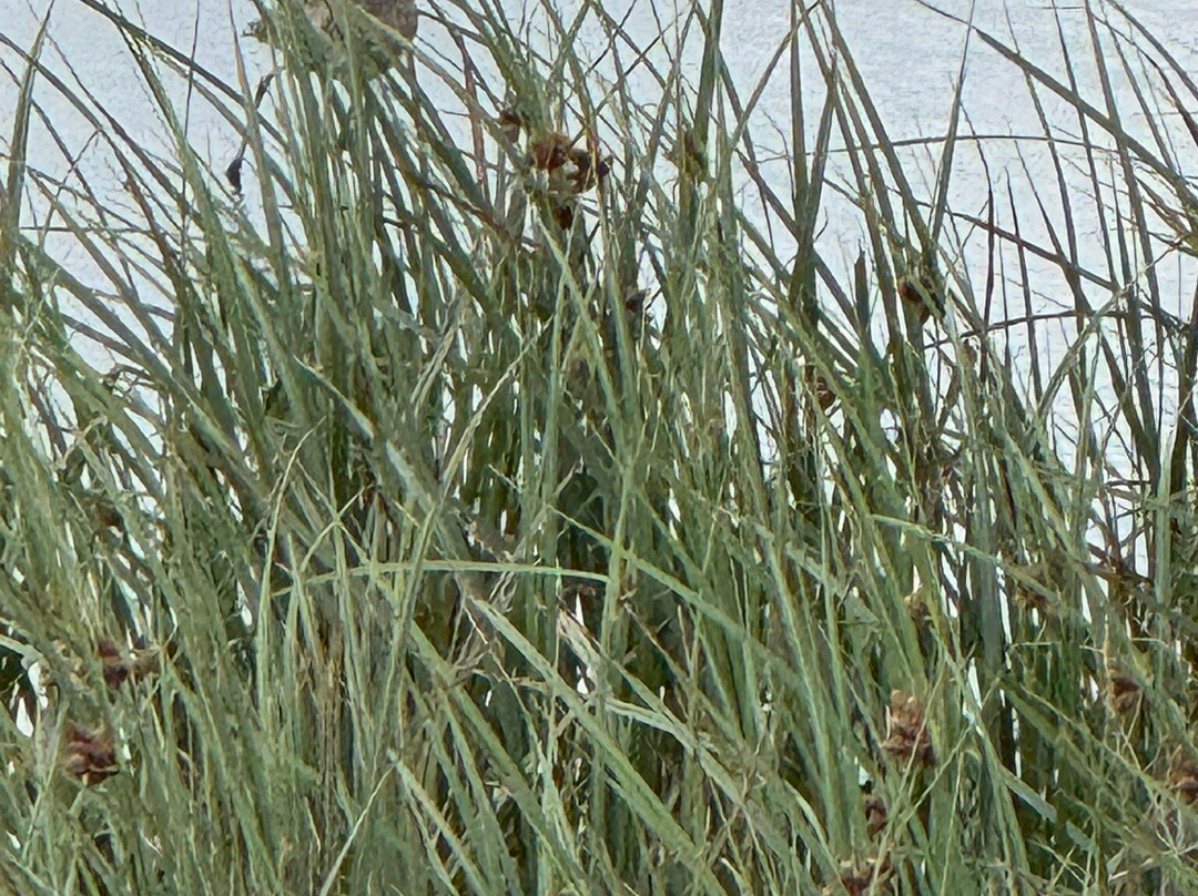 Leonabelle Turnbull Birding Center-阿兰瑟斯港必去景点