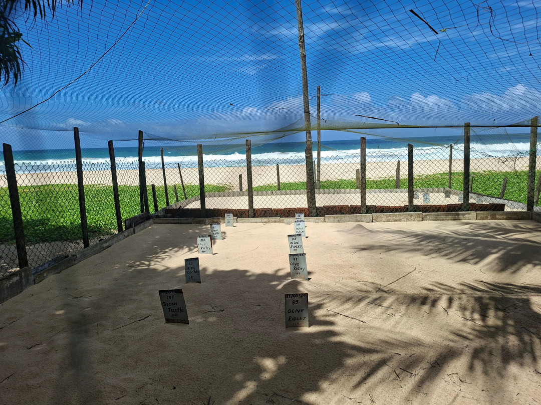 Sea Turtle Conservation Project (Koggala)-克拉必去景点