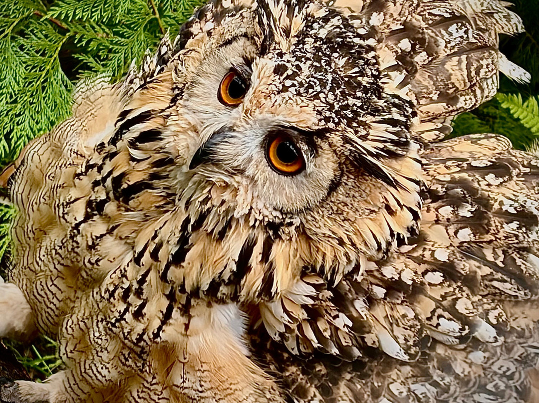 Auchingarrich Wildlife And Adventure Park-Comrie必去景点