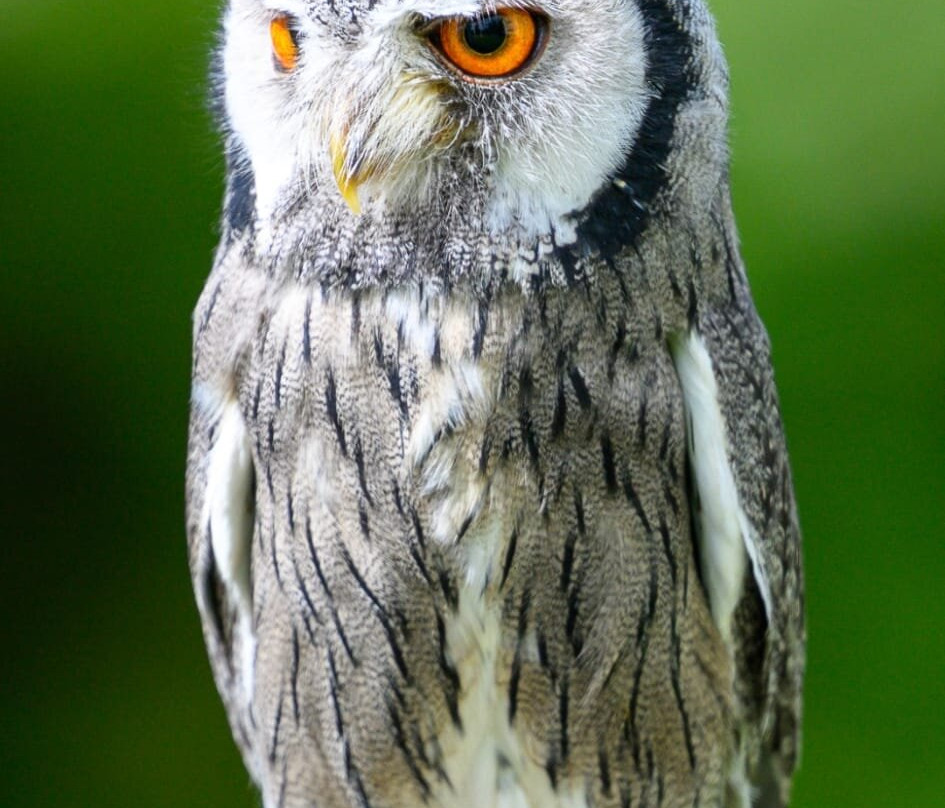 Falconry Experience Wales-Newtown必去景点