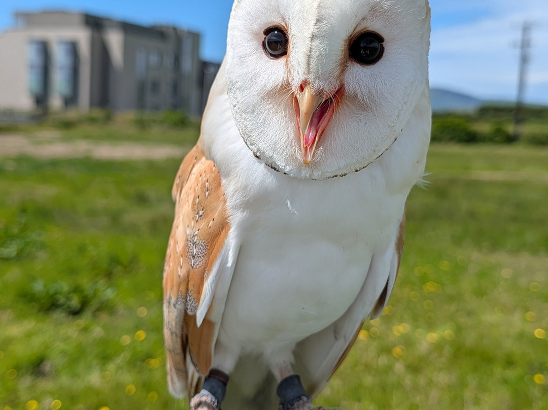 Fiáin Experiences - Wild Atlantic Wildlife Park-丁格尔必去景点