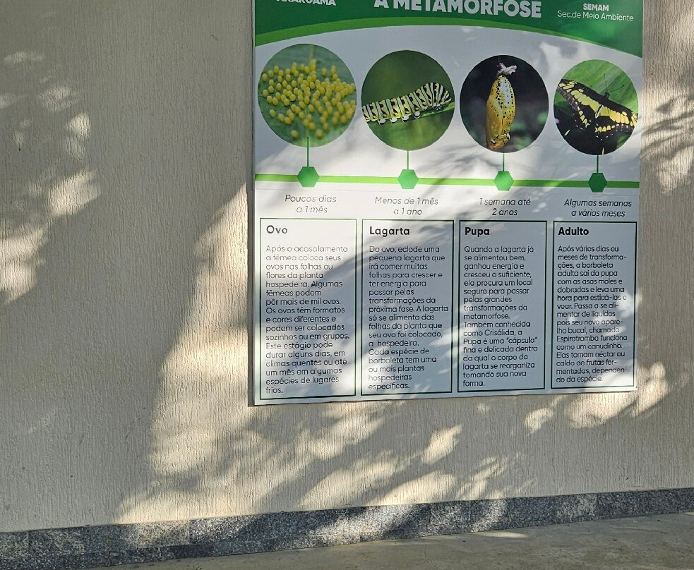 Botanico das asas