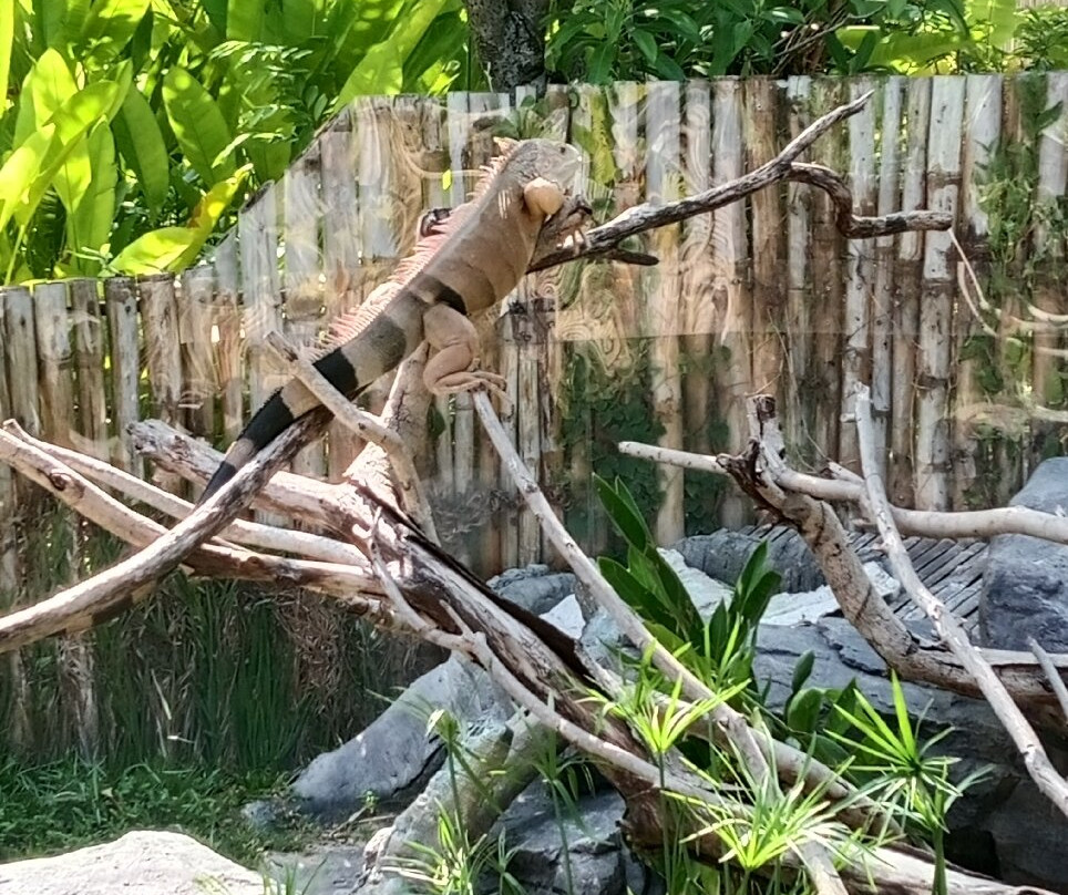 Angkor Wildlife & Aquarium-暹粒必去景点