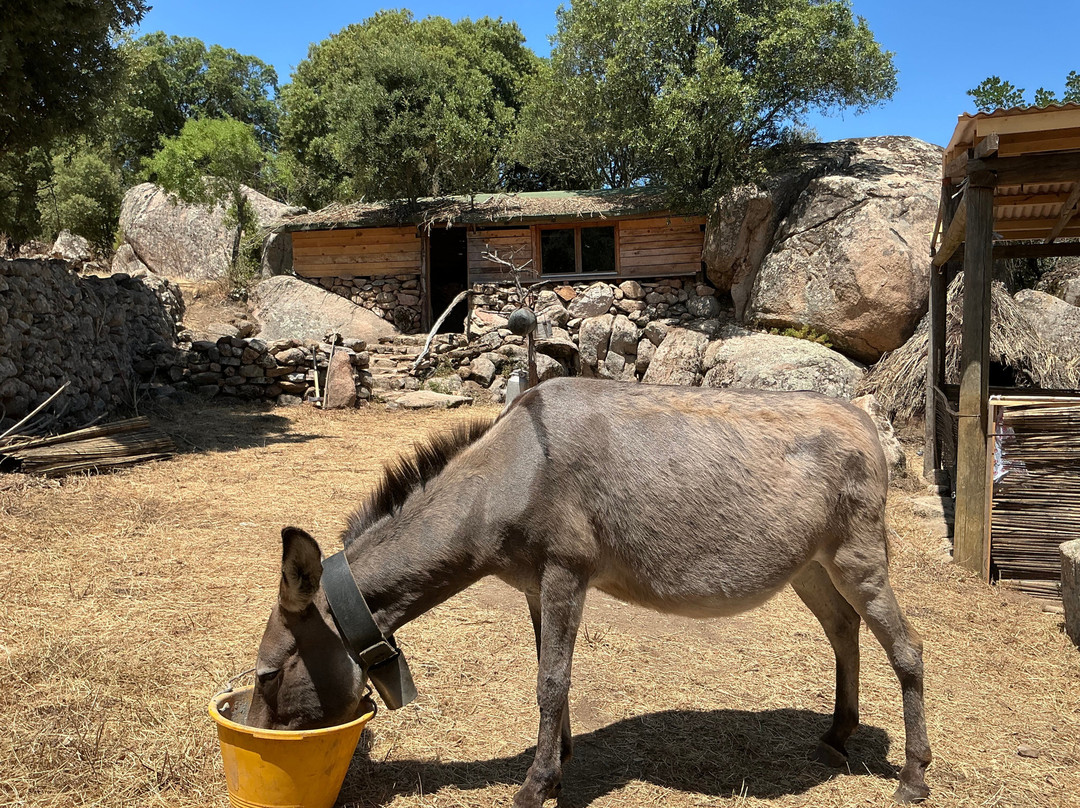 Sardinian Donkeys Farm Is Burriccheddus-Burcei必去景点