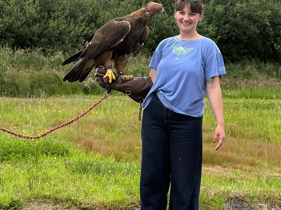 Kingdom Falconry - Dingle-丁格尔必去景点