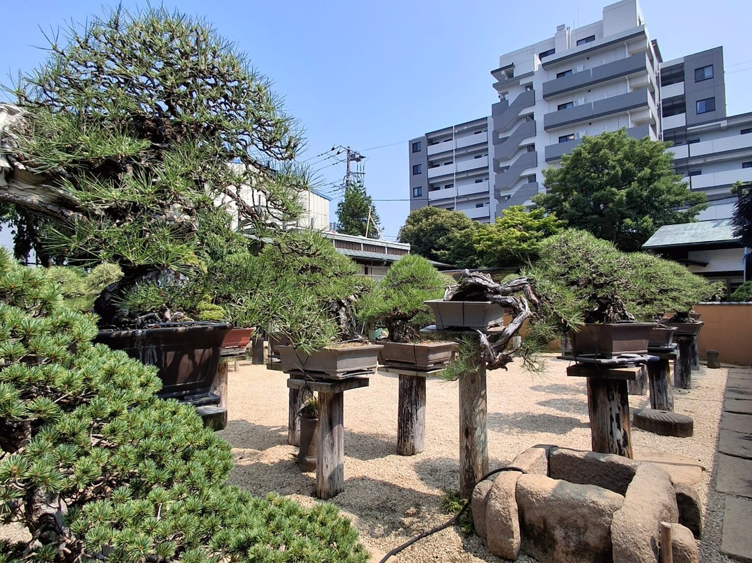 春花园 BONSAI 美术馆-江戸川区必去景点