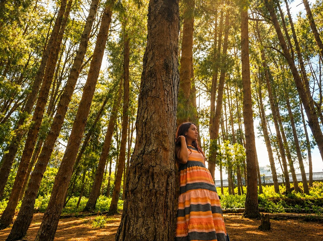 Pine Forest-科代卡纳尔必去景点