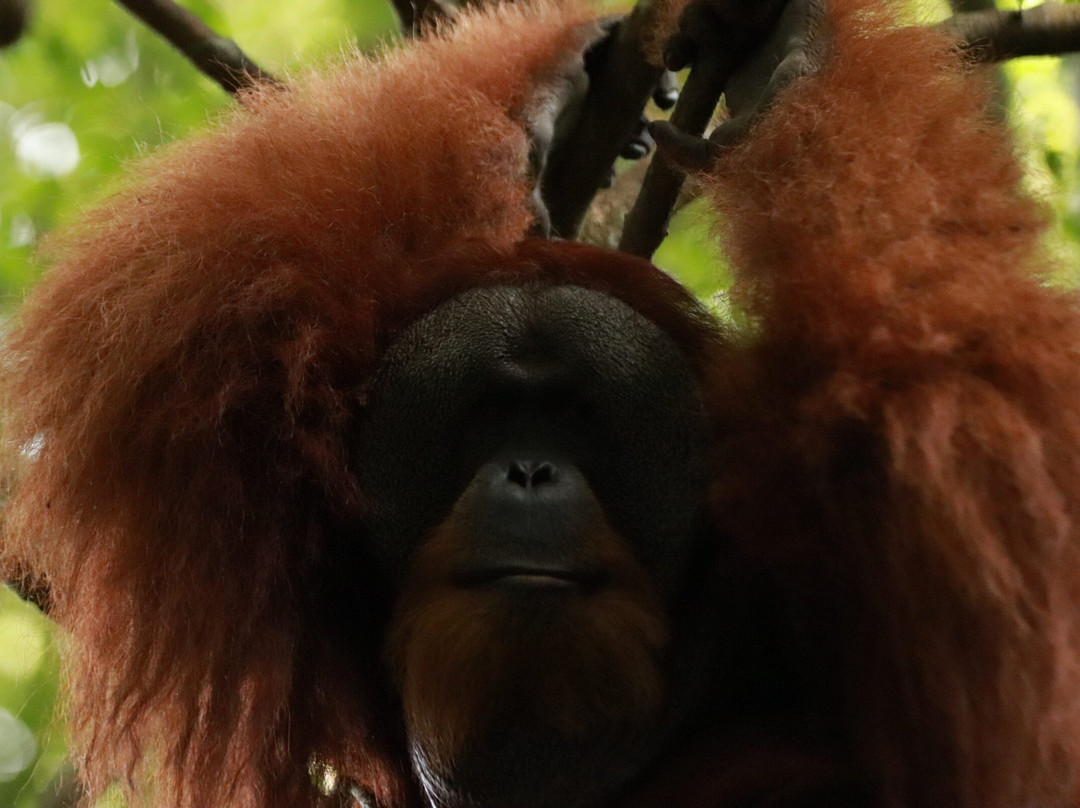 Sumatra Tour Adventures-武吉拉旺必去景点