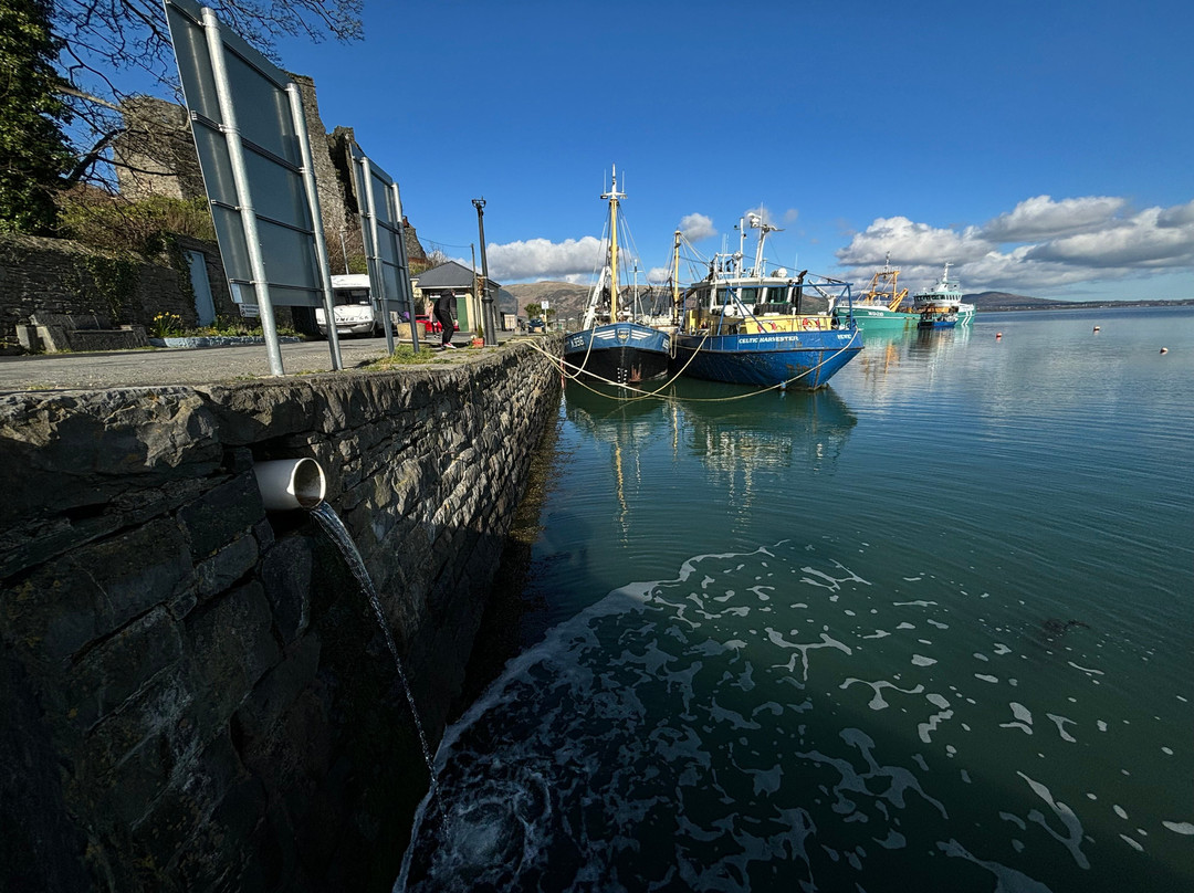 Carlingford Marina-Carlingford必去景点