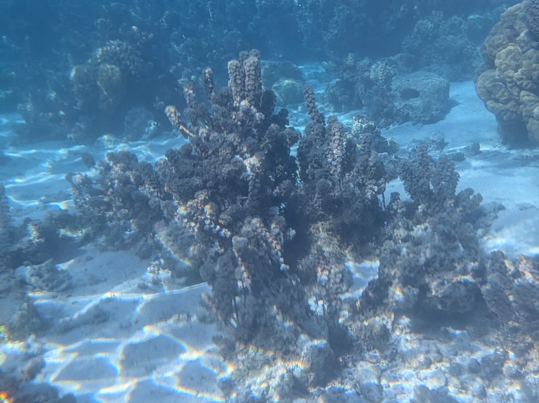 Coral Gardeners Xperience-Paopao必去景点