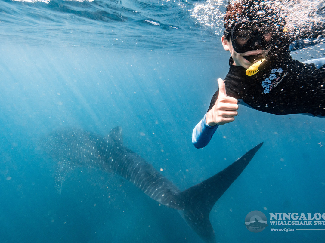 Ningaloo Whaleshark Swim-埃克斯茅斯必去景点