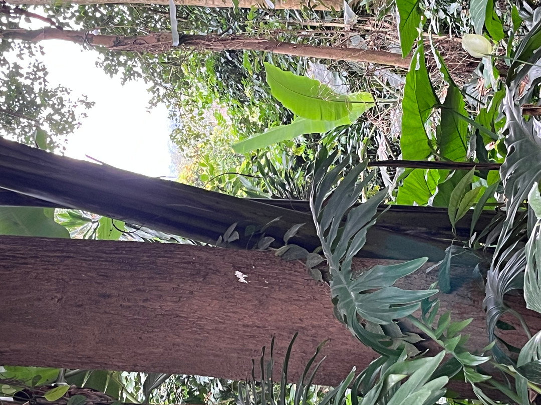 女王树小屋旅馆主图