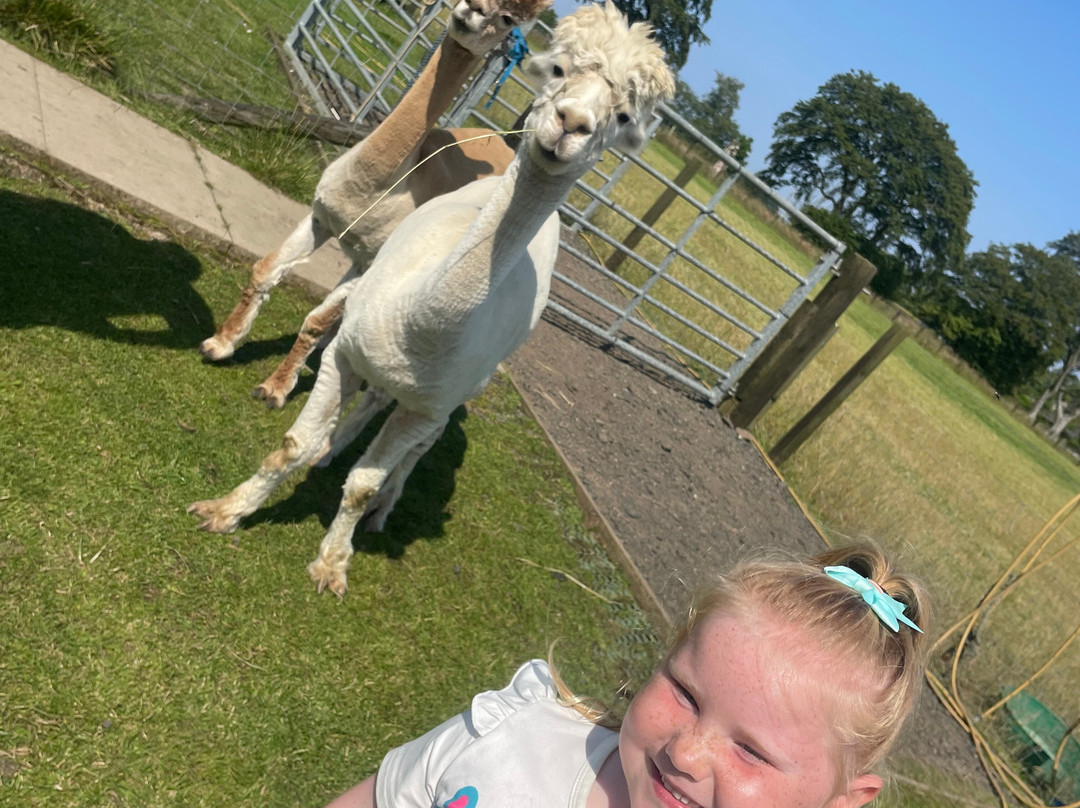 Bowbridge Alpacas Scotland-Peat Inn必去景点