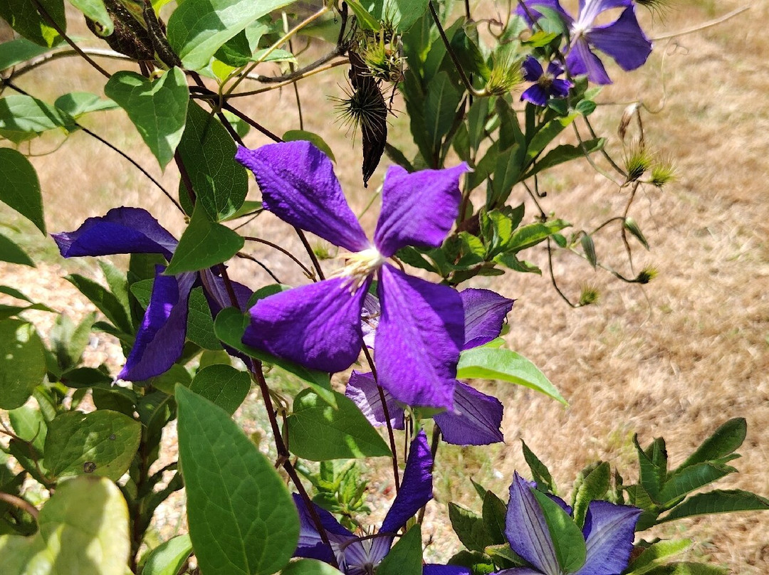Parc Botanique de Cornouaille-孔布里必去景点