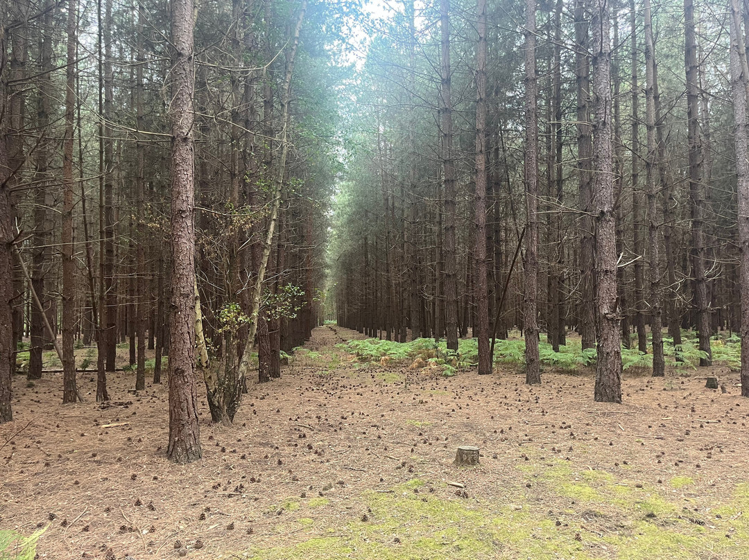 Rendlesham Forest Centre-Woodbridge必去景点
