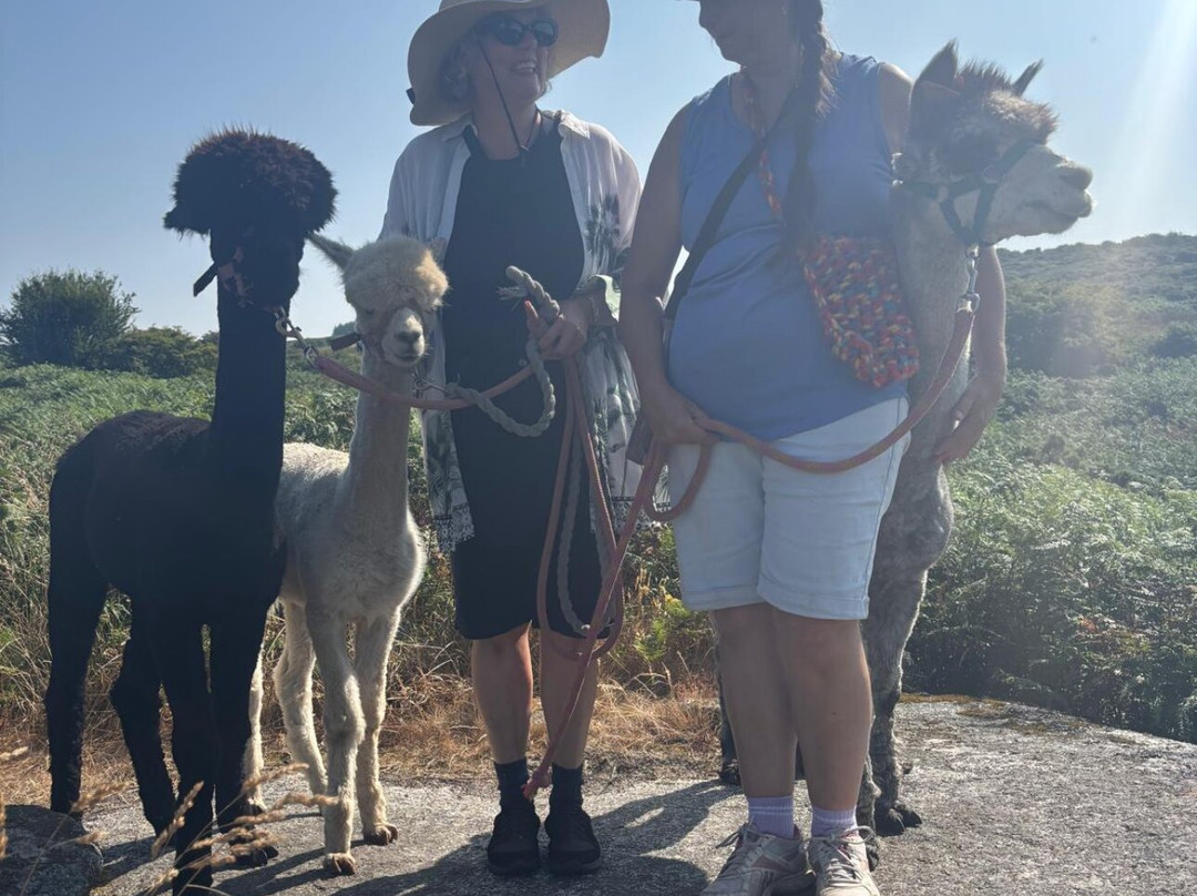 Alpaca Trekking Cornwall-康沃尔必去景点