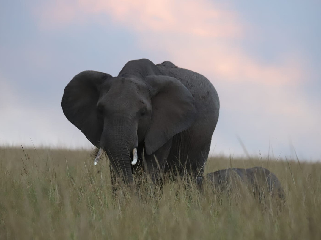 Amboseli National Park-Amboseli Eco-system必去景点