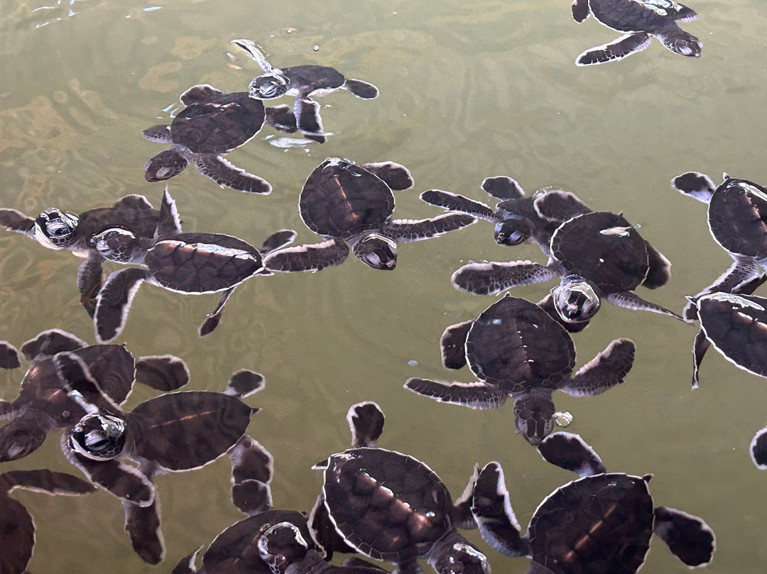 Kosgoda Sea Turtle Conservation Project-科斯戈德必去景点