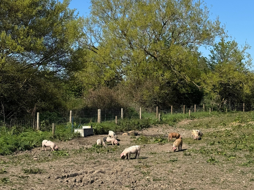 Willows Activity Farm-London Colney必去景点