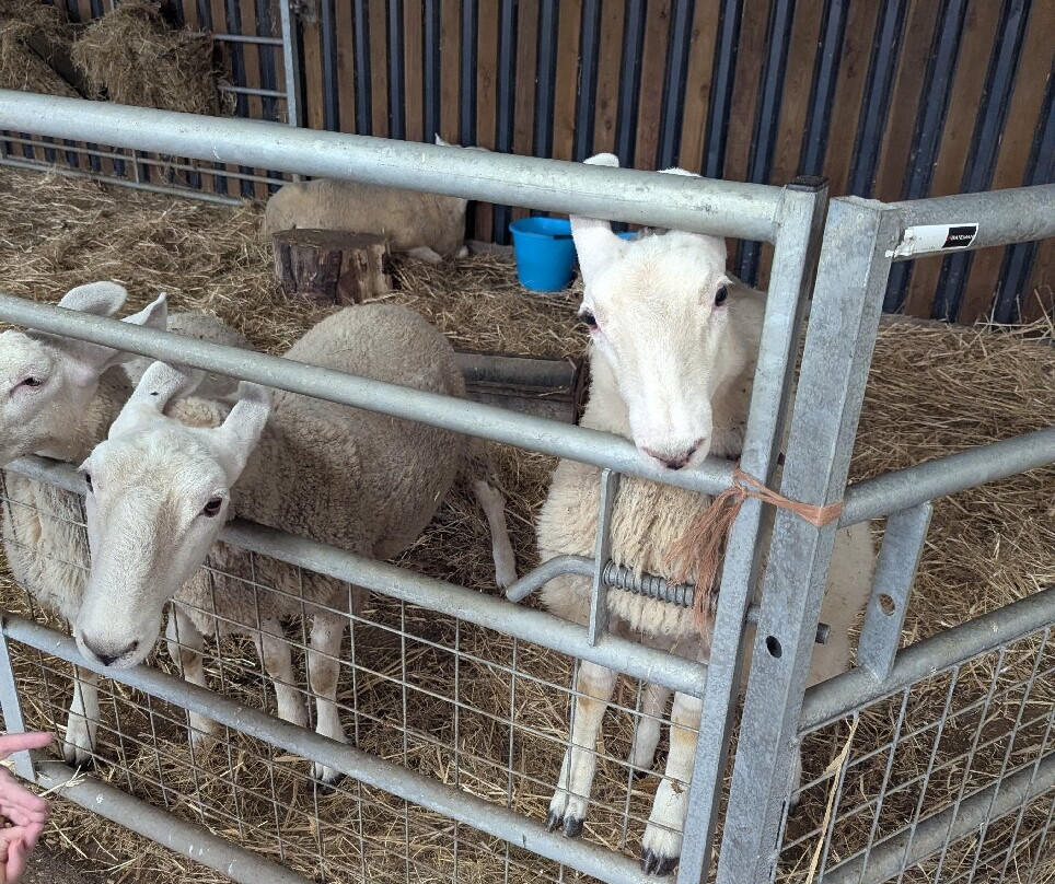 Cefn Mably Farm Park-卡迪夫必去景点