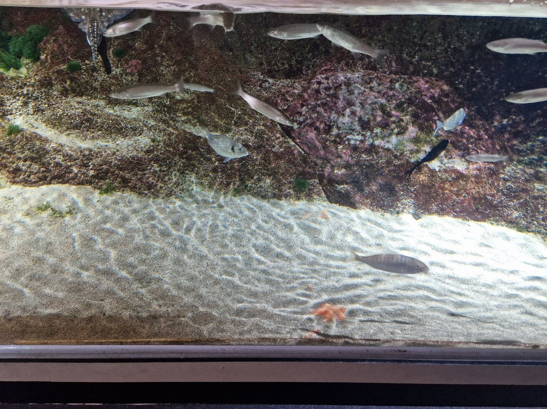 Biodiversarium-Banyuls-sur-mer必去景点