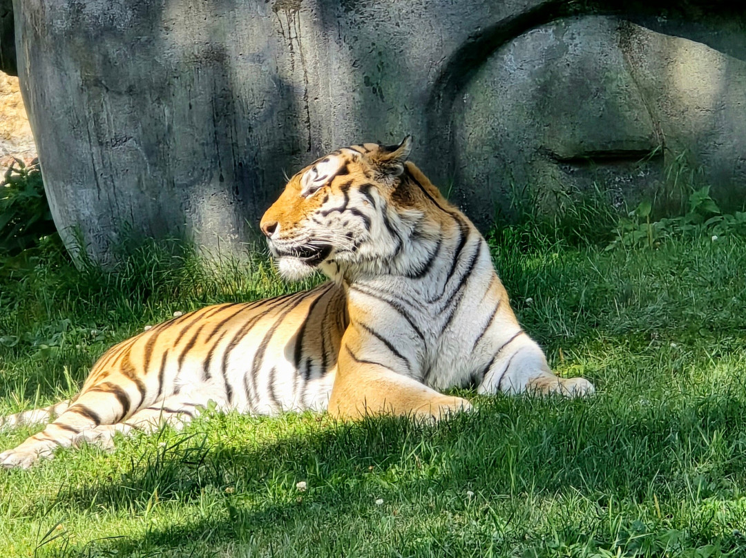 Kolmården Zoo-Kolmarden必去景点
