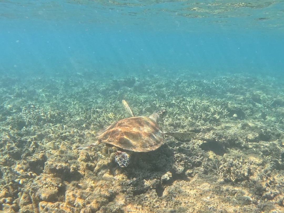 Keppel Explorer Island Hopping-Great Keppel Island必去景点
