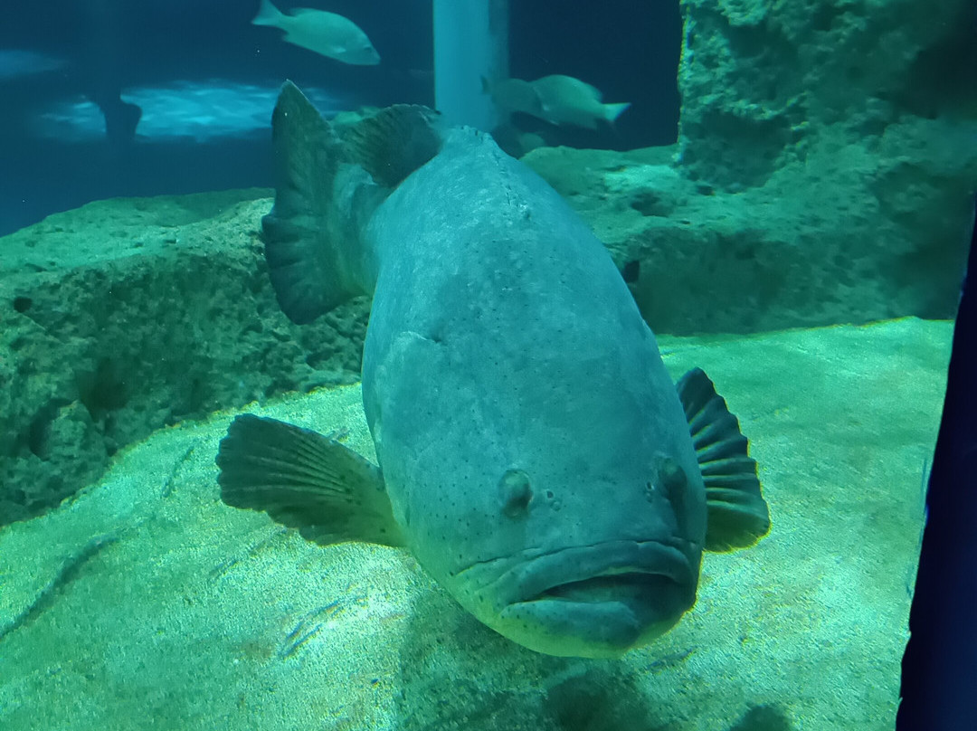 Acuario Michin Guadalajara-瓜达拉哈拉必去景点