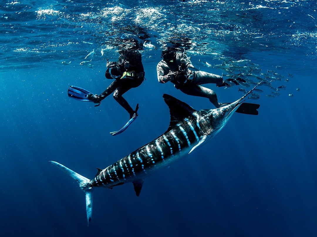 Mag Bay - Nado con Marlin Tour / Striped Marlin Bait Ball Tour