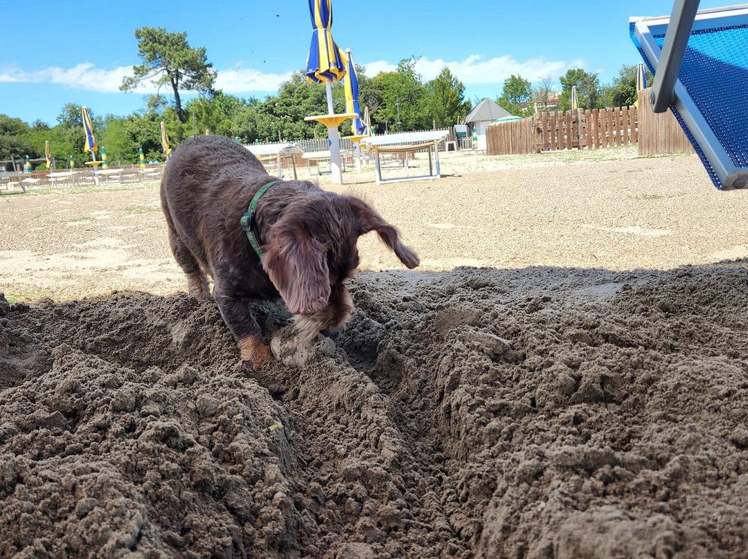 La Spiaggia di Snoopy-Grado Pineta必去景点