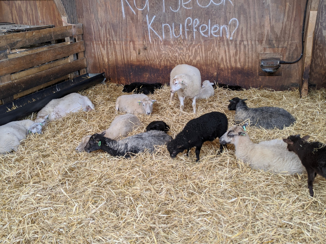 Schapenboerderij Texel-特塞尔必去景点