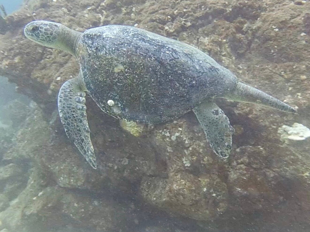 Panama Dive Center-Santa Catalina必去景点