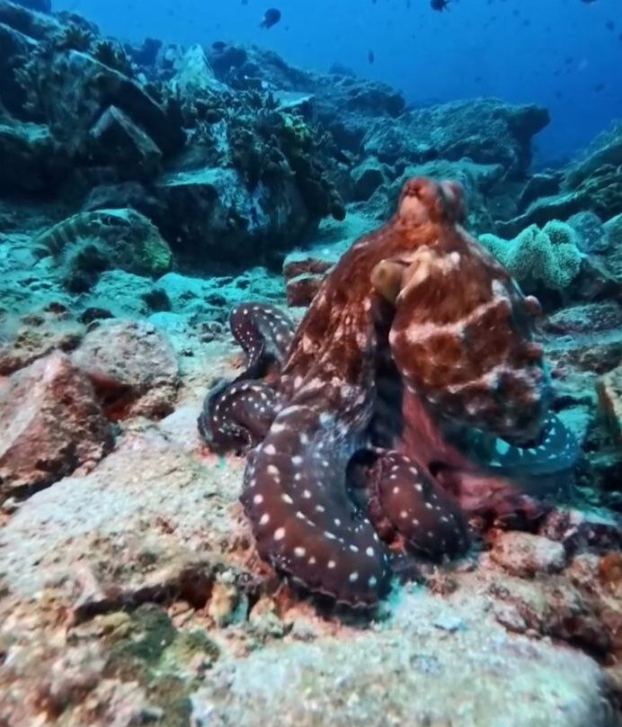 Ocean9 Scuba Tenggol-Pulau Tenggol必去景点