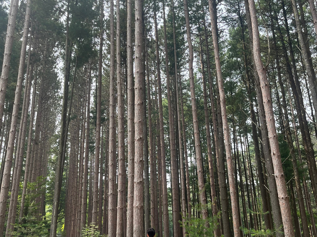 Inn the Pines Bed and Breakfast主图