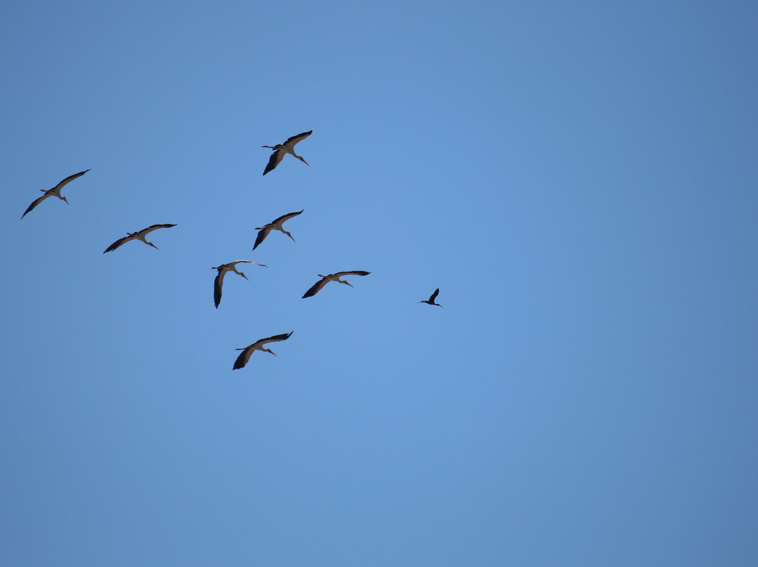Nata Bird Sanctuary-Nata必去景点