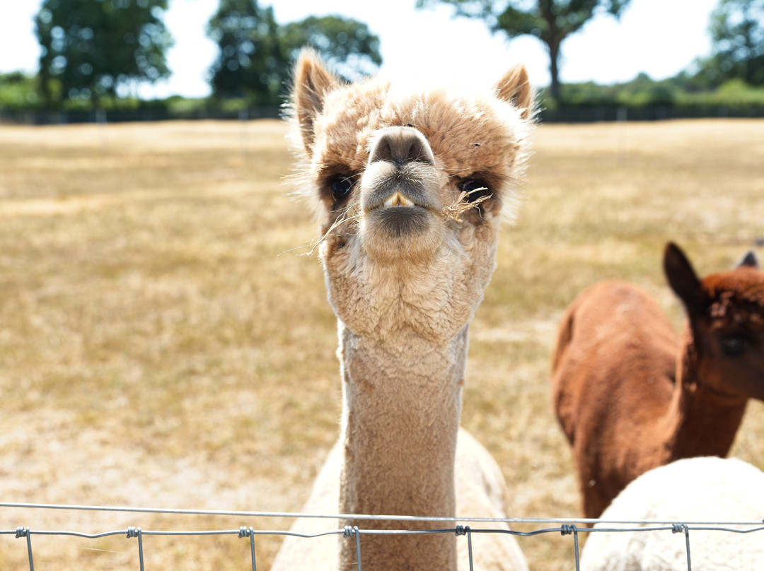Reservoir Alpacas-Chard必去景点
