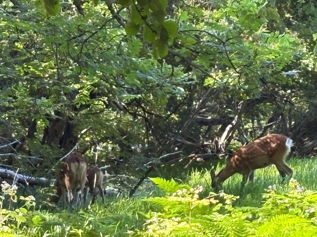 Lake Akan Nature Trail-钏路市必去景点