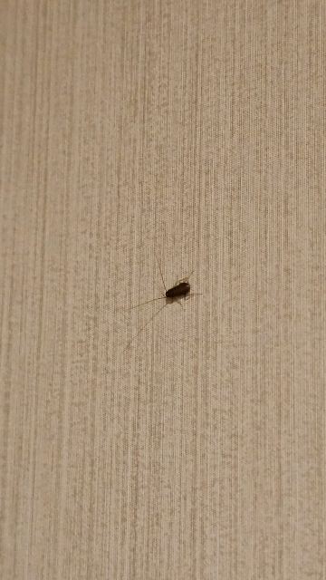 巴兰德雷特精品酒店在瓦伦西亚-旅行者