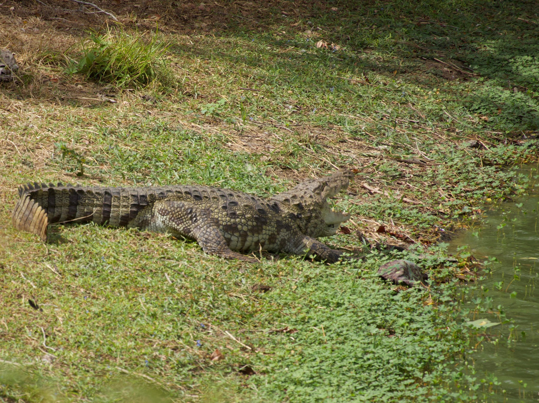 Wilpattu Safari Jeep-Wilpattu National Park必去景点